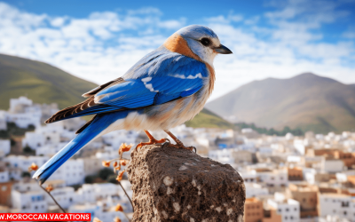 Moroccan Birdwatching: Bird Enthusiasts’ Haven on Chefchaouen’s Hiking Trails
