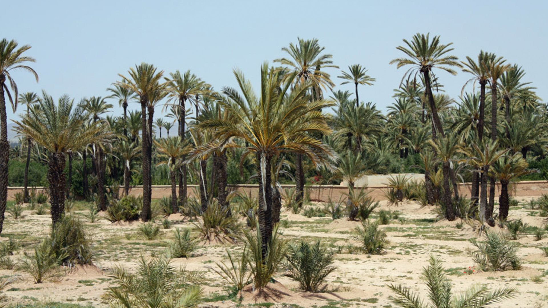 The tranquil beauty and lush oasis of Marrakesh's Palmeraie.
