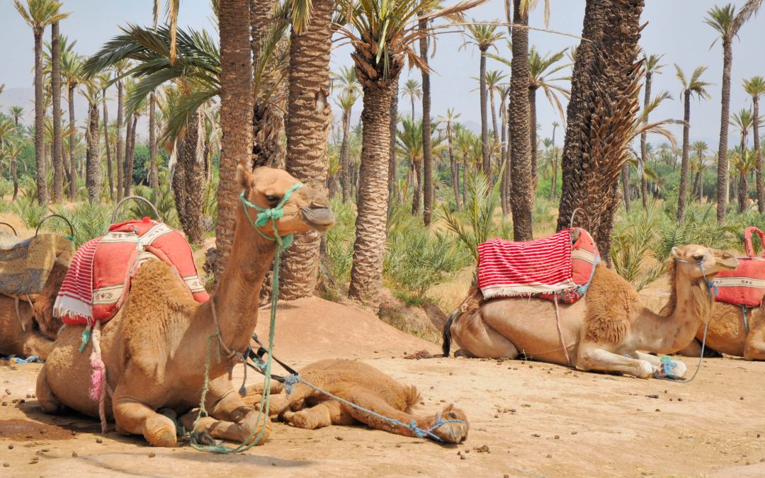 Hidden Paradises: Unearthing Marrakesh's Secret Gardens