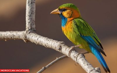 Feathered Oasis: Bird-Watching in Dades Valley