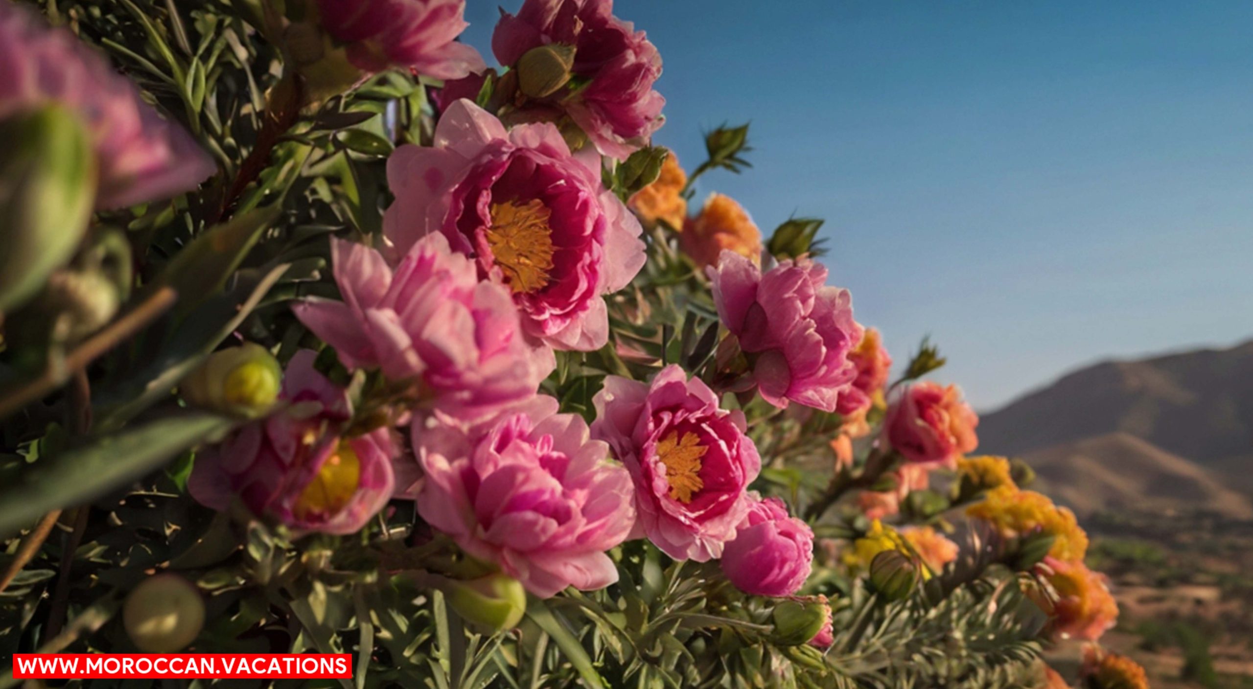 Beautiful image of floral in chefchaouen.